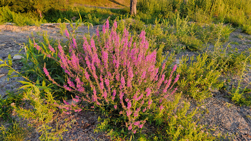 Campground «Sheridan Bay Park», reviews and photos, 3193 Lake Shore Dr E, Dunkirk, NY 14048, USA