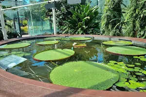 Amazon Waterlily Pavilion image