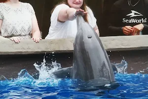Dolphin Encounter image