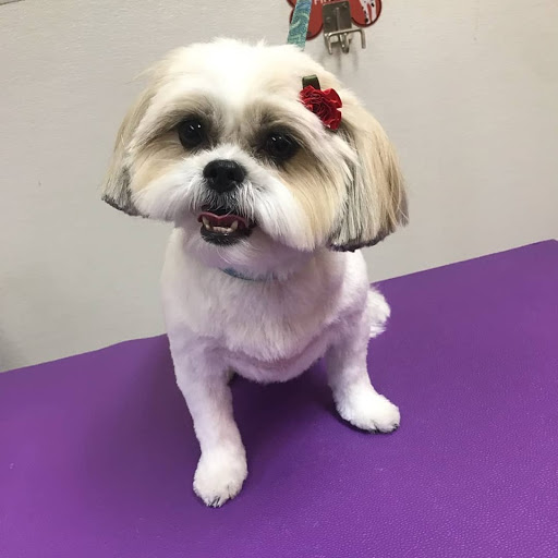 Pet Supply Store «Animal House Grooming & Quality», reviews and photos, 229 W Absecon Blvd, Absecon, NJ 08201, USA
