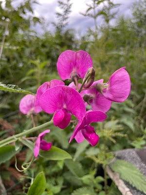 le petit jardin dans la prairie à Le Grand-Pressigny
