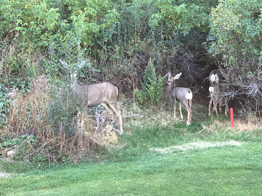 Golf Club «Bonneville Golf Course», reviews and photos, 954 Connor St, Salt Lake City, UT 84108, USA