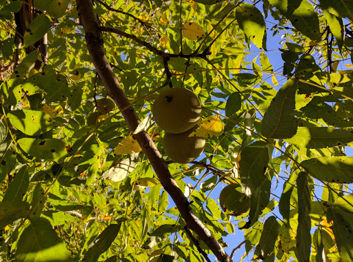 Museum «Schifferstadt Architectural Museum», reviews and photos, 1110 Rosemont Ave, Frederick, MD 21701, USA