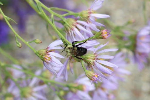 National Park «Home of Franklin D. Roosevelt National Historic Site», reviews and photos, 4097 Albany Post Rd, Hyde Park, NY 12538, USA