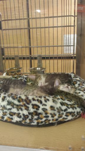 Pet Supply Store «PetSmart», reviews and photos, 47142 Michigan Ave, Canton, MI 48188, USA