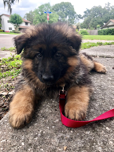 South Florida German Shepherds