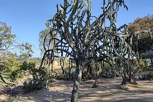 Rose and Cactus Gardens image