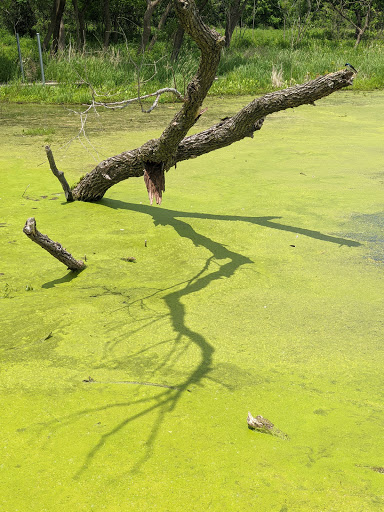 Nature Preserve «Lincoln Marsh», reviews and photos, Harrison Ave & Pierce Ave, Wheaton, IL 60187, USA