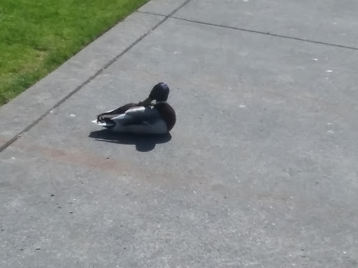 Park «Clyde Beach Park», reviews and photos, 2 92nd Ave NE, Bellevue, WA 98004, USA