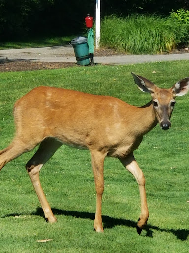 Golf Course «Washington Learning Center Golf Course», reviews and photos, 3841 Washington Park Blvd, Cleveland, OH 44105, USA