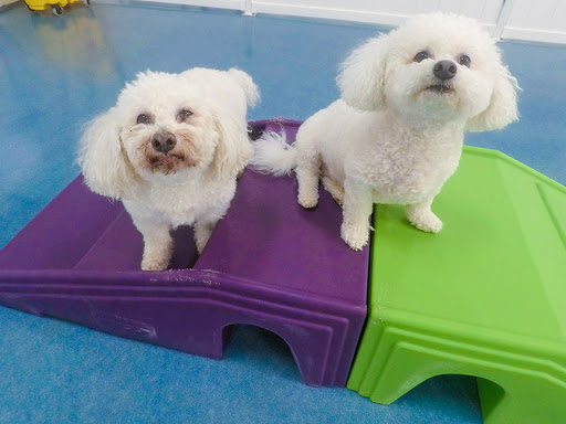 24 Hour Dog Daycare image
