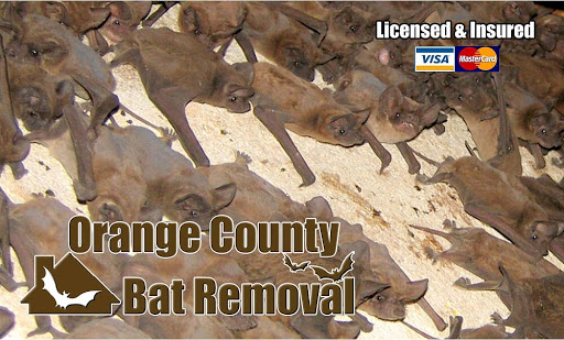 Orange County Bat Removal