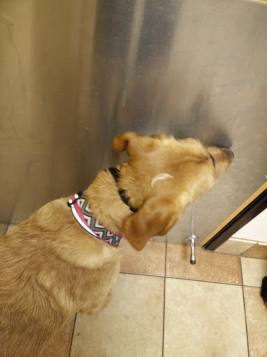 Pet Supply Store «PetSmart», reviews and photos, 11101 University Ave B, Clive, IA 50325, USA