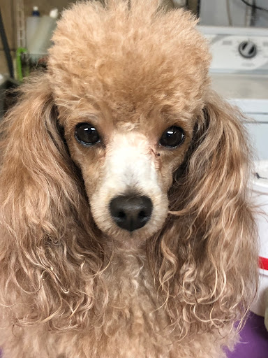 Dog House Grooming Shop, 103 Mohawk Dr, Portsmouth, VA 23701, USA, 