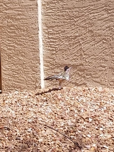 Golf Club «Foothills Golf Club», reviews and photos, 2201 E Clubhouse Dr, Phoenix, AZ 85048, USA