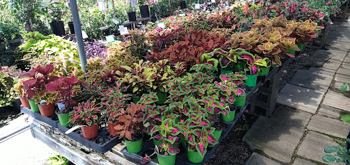 Plant Nursery «San Gabriel Nursery & Florist», reviews and photos, 632 S San Gabriel Blvd, San Gabriel, CA 91776, USA