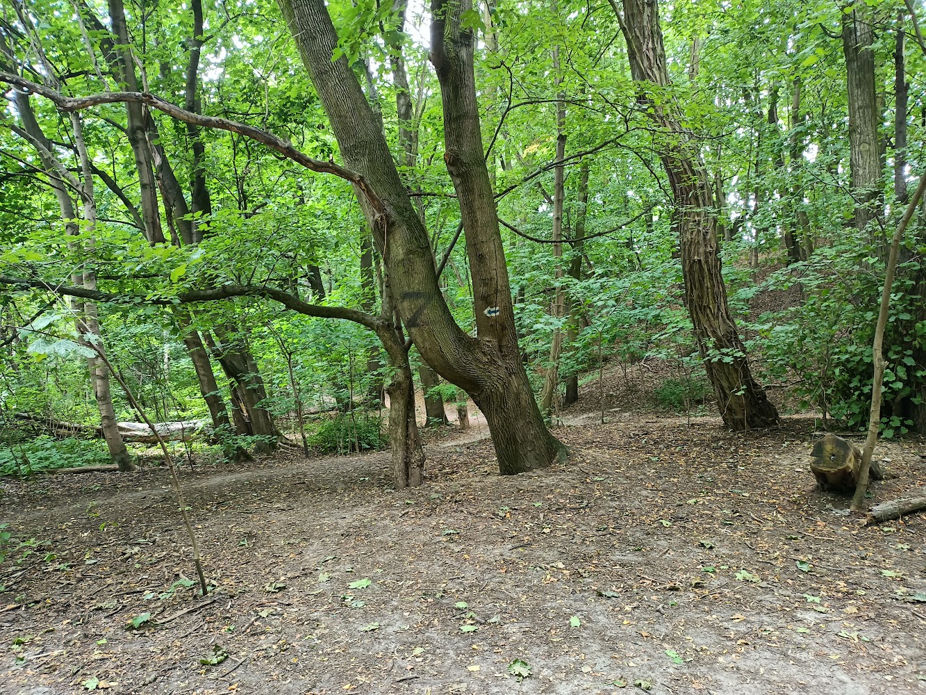 Nature Reserve Skarpa Ursynowska