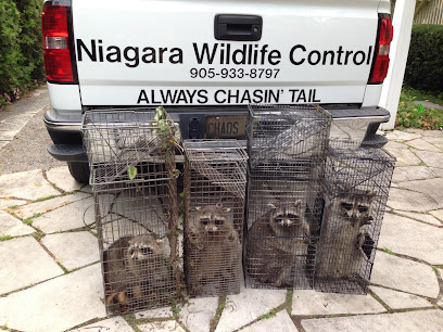 Niagara Wildlife Control