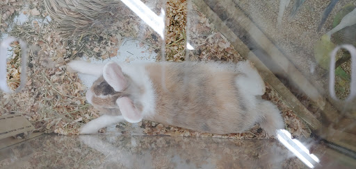 Pet Supply Store «Pet Supermarket», reviews and photos, 3848 Sun City Center Blvd Suite 107, Ruskin, FL 33573, USA