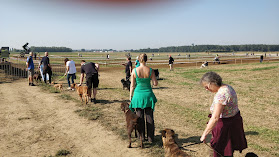 Donneles hondenschool Kampenhout