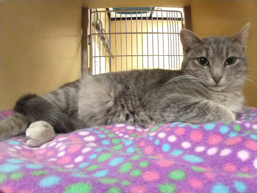 Pet Supply Store «PetSmart», reviews and photos, 11200 Fountains Way, Maple Grove, MN 55369, USA