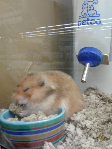 Pet Supply Store «Petco Animal Supplies», reviews and photos, 1065 Kennedy Rd, Windsor, CT 06095, USA