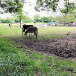 Photo n° 2 de l'avis de Fiona.. fait le 21/05/2023 à 20:17 pour Ferme pédagogique Marcel Dhénin - Ville de Lille à Lille