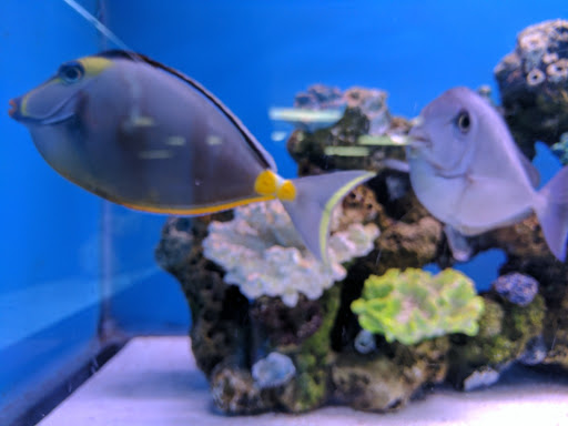 Tropical Fish Store «Aquatouch», reviews and photos, 12040 N 32nd St, Phoenix, AZ 85028, USA