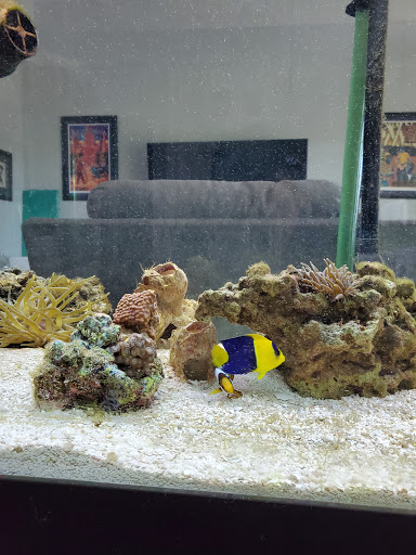 Pet Store «Petland Pensacola», reviews and photos, 6235 N Davis Hwy, Pensacola, FL 32504, USA