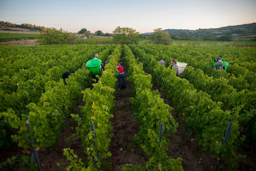 Domaine de l'Arjolle à Pouzolles