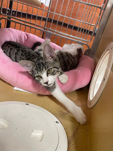 Pet Supply Store «PetSmart», reviews and photos, 450 Fairview Ave, Hudson, NY 12534, USA