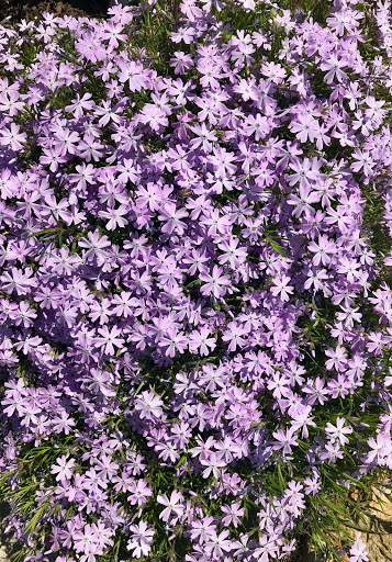 Golf Club «The Tradition Golf Club», reviews and photos, 3800 Prosperity Church Rd, Charlotte, NC 28269, USA