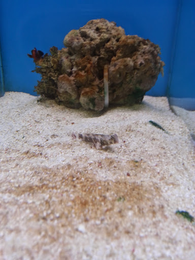 Pet Supply Store «Petco Animal Supplies», reviews and photos, 3454 Palmer Dr #7a, Cameron Park, CA 95682, USA