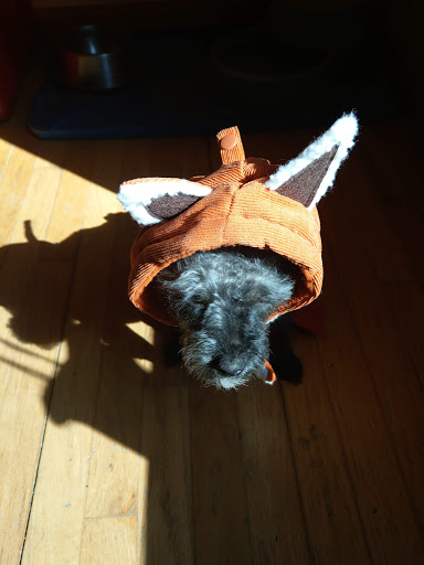 Pet Supply Store «PetSmart», reviews and photos, 279 E Fairmount Ave, Lakewood, NY 14750, USA