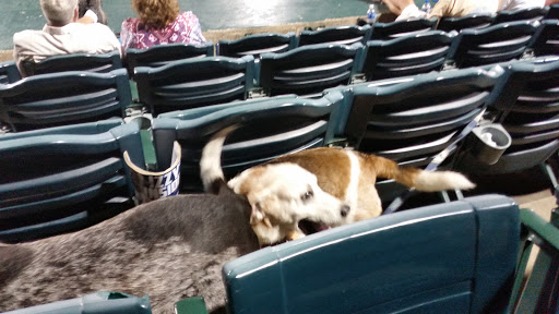 Stadium «GCS Ballpark», reviews and photos, 2301 Grizzlie Bear Blvd, Sauget, IL 62206, USA