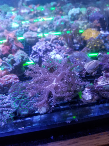 Tropical Fish Store «Wet Pets», reviews and photos, 520 Hartford Turnpike # X, Vernon, CT 06066, USA