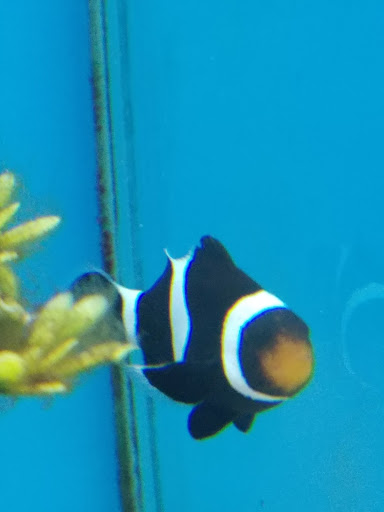 Pet Supply Store «Petco Animal Supplies», reviews and photos, 1210 Marvin Rd NE, Lacey, WA 98516, USA