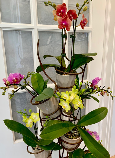 Florist «Medford Florist», reviews and photos, 38 S Main St, Medford, NJ 08055, USA