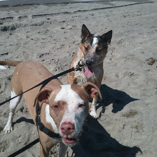 Horse Boarding Stable «Green Acres Beach & Trail Rides», reviews and photos, 5985 Pacific Ave, Cloverdale, OR 97112, USA