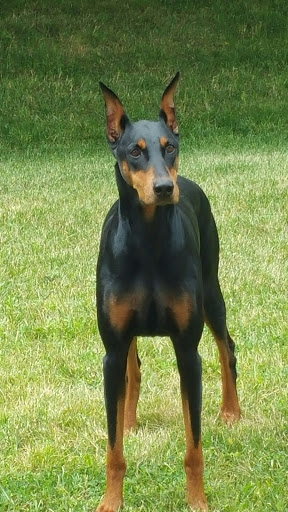 Pet Supply Store «Four Legs Pets Gilberts», reviews and photos, 133 E Higgins Rd, Gilberts, IL 60136, USA