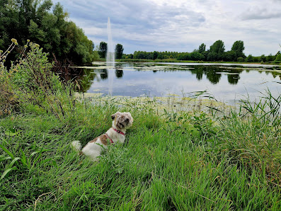 Hoogste fontein van Gelderland Horsterparklaan 4, 6922 NR Duiven, Nederland