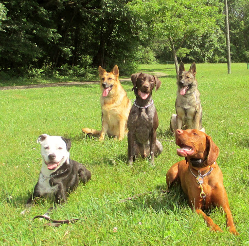 Purpose Driven K9 Dog Training