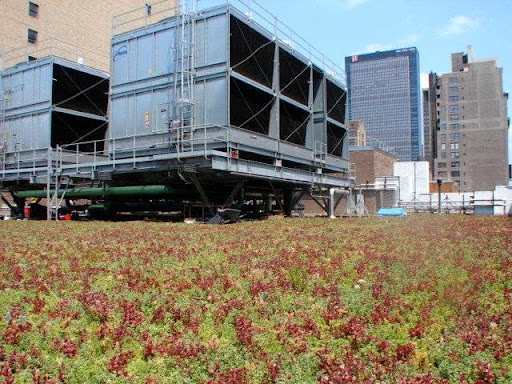 NYC iSchool Green Roof in New York, New York