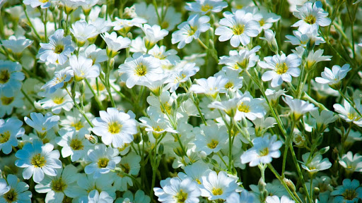 Funeral Home «Ryan-Parke Funeral Home», reviews and photos, 120 S Northwest Hwy, Park Ridge, IL 60068, USA