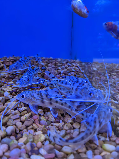 Pet Supply Store «Petco Animal Supplies», reviews and photos, 3520 Veterans Memorial Blvd, Metairie, LA 70002, USA