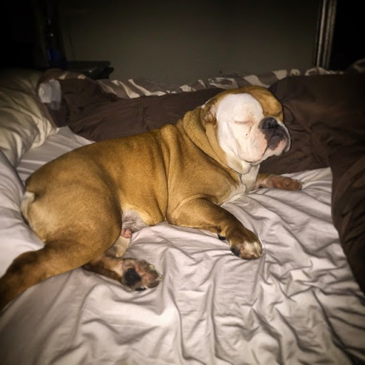 Pet Supply Store «Detroit K-9 Pet Supplies», reviews and photos, 7030 Michigan Ave, Detroit, MI 48210, USA