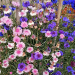 Photo n°5 de l'avis de Nea. fait le 14/05/2023 à 18:02 sur le  La Frasca à Bolzano Vicentino