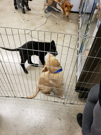 Pet Supply Store «Petco Animal Supplies», reviews and photos, 664 New Loudon Rd #240, Latham, NY 12110, USA