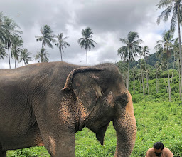 Samui Elephant Home photo