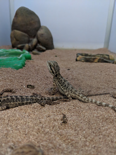 Pet Supply Store «Pet Supermarket, Inc.», reviews and photos, 598 N McCarran Blvd, Sparks, NV 89431, USA